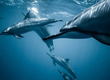 yl23455永利官网：开启安全与魅力兼具的线上娱乐新纪元